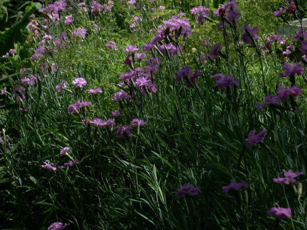 Photo of Cheddar Pink (Dianthus gratianopolitanus 'Bath's Pink') uploaded by Bluespiral
