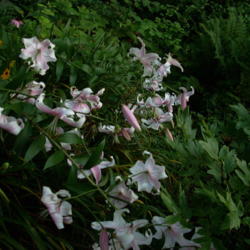Location: our hillside garden beside house
Date: 2012-08-13
We loved the cloud of cream/pink butterflies this lily made as it