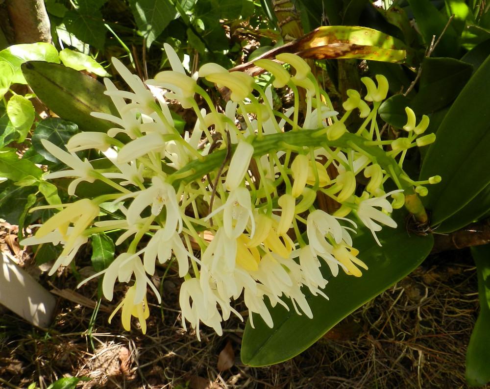 Photo of King Orchid (Dendrobium speciosum) uploaded by Gleni
