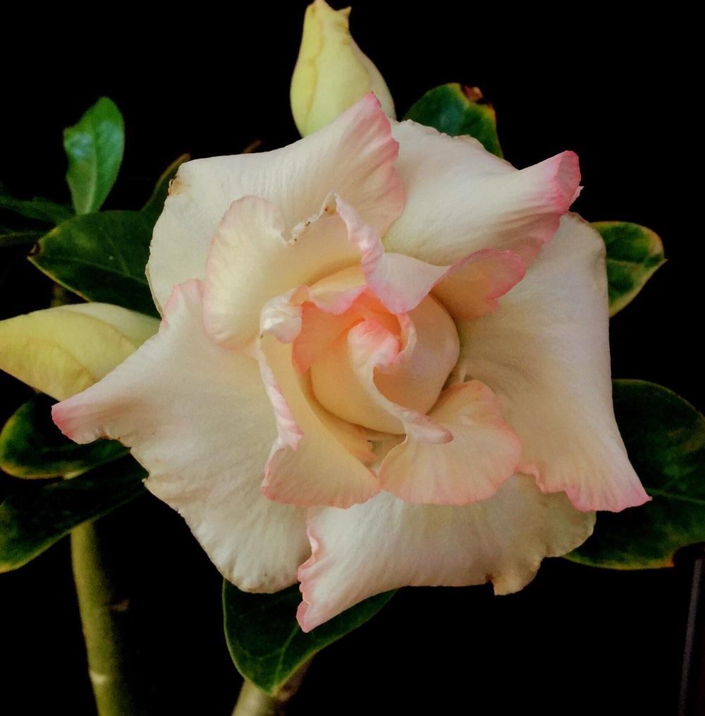 Photo of Desert Rose (Adenium obesum 'Coral Angel') uploaded by RCanada