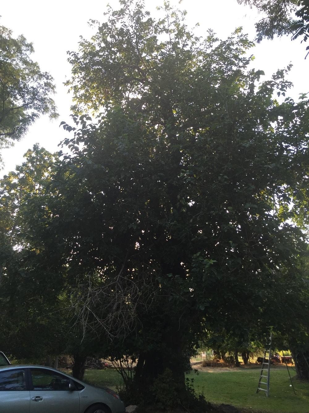 Photo of Persian Mulberry (Morus nigra) uploaded by SpringGreenThumb
