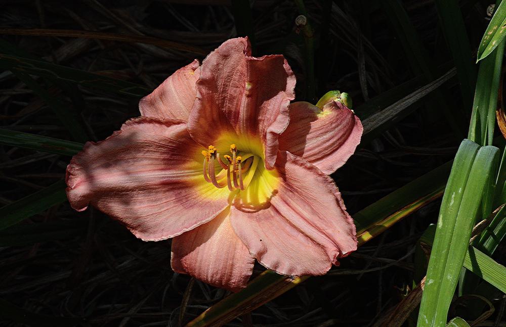 Photo of Daylily (Hemerocallis 'Rosy Returns') uploaded by marsrover