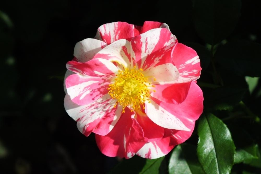Photo of Rose (Rosa 'Mind Games') uploaded by sunnyvalley