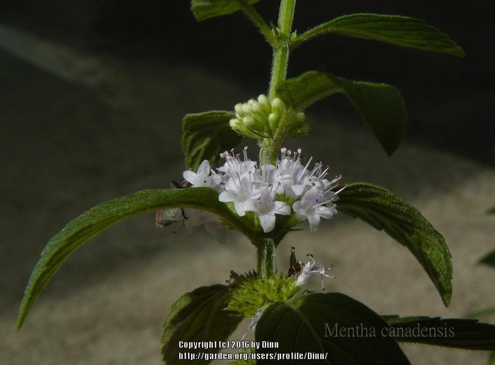 Photo of Field Mint (Mentha canadensis) uploaded by Dinu