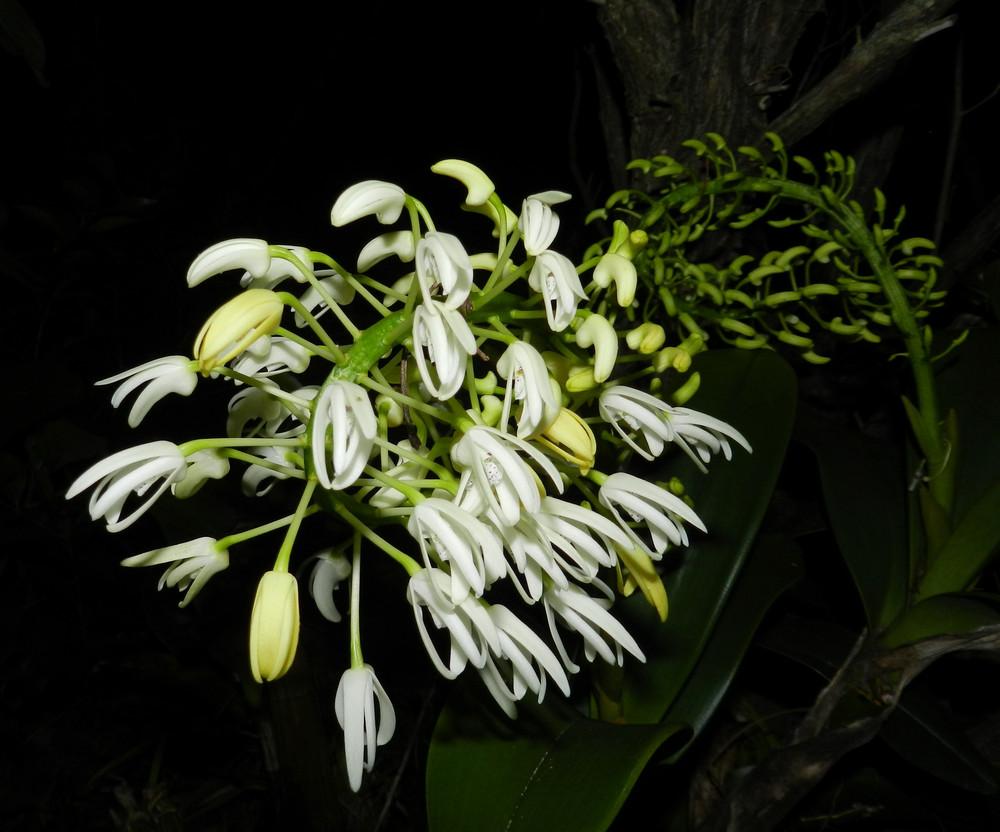 Photo of King Orchid (Dendrobium speciosum) uploaded by Gleni