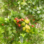 Berries are favourites of Figboirds who spread this plant in thei