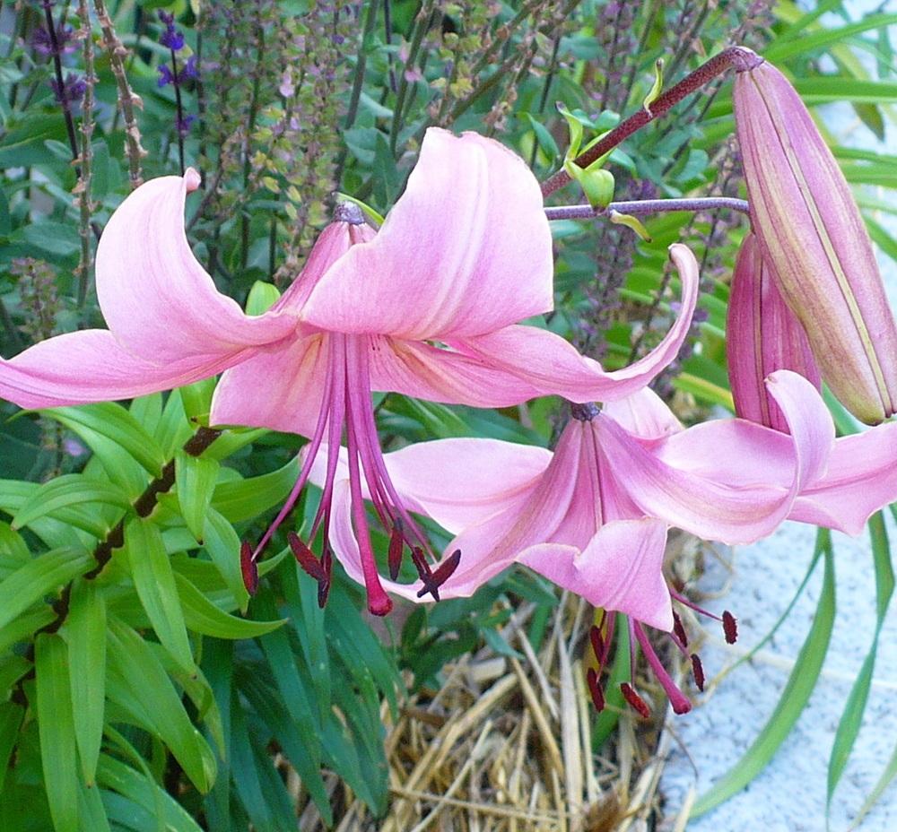 Photo of Lily (Lilium 'Pink Flavour') uploaded by HemNorth