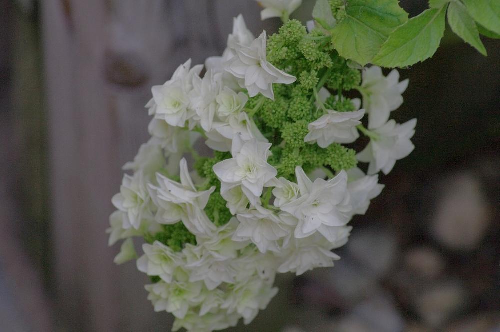 Photo of Oakleaf Hydrangea (Hydrangea quercifolia Gatsby Star™) uploaded by Rose1656