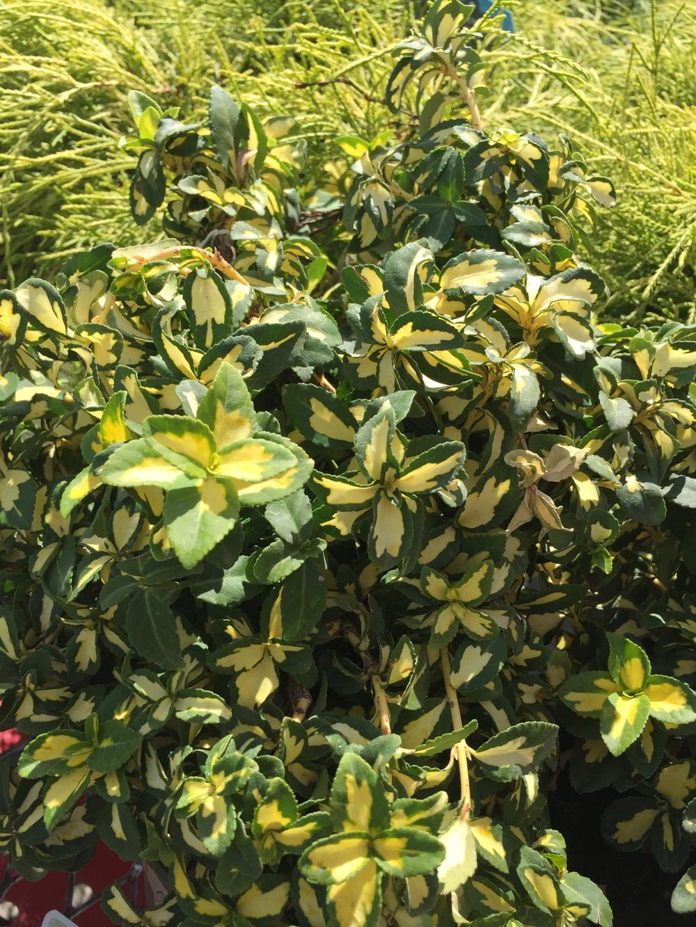 Photo of Wintercreeper (Euonymus fortunei 'Moonshadow') uploaded by SpringGreenThumb