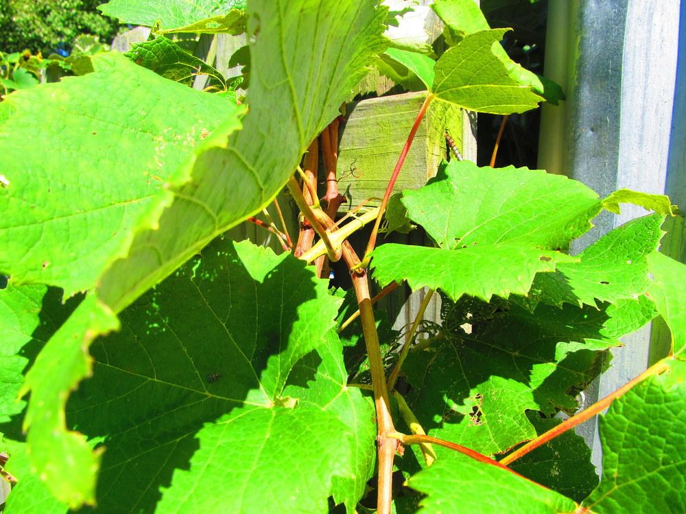 Photo of Grape (Vitis vinifera) uploaded by jmorth