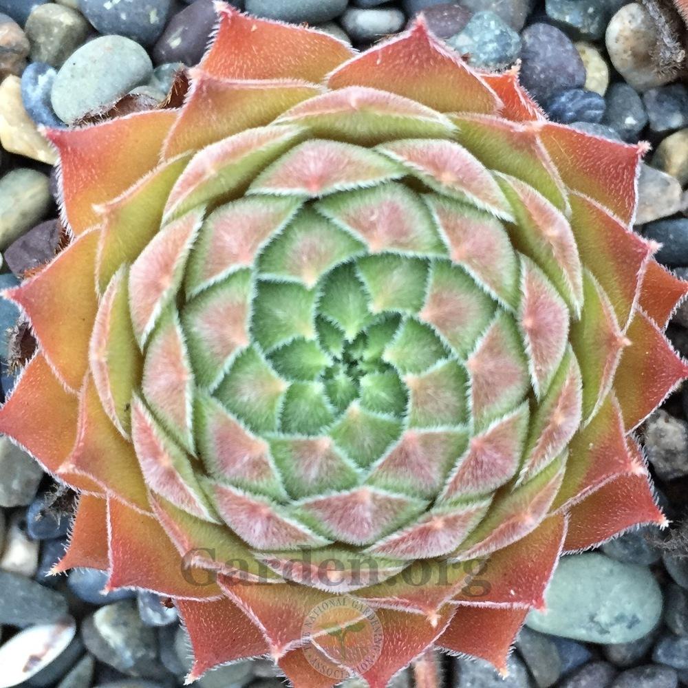 Photo of Hen and Chicks (Sempervivum 'Blush') uploaded by Patty