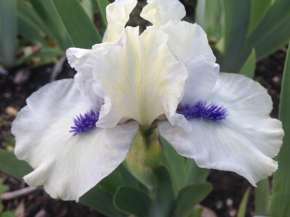 Photo of Standard Dwarf Bearded Iris (Iris 'Bluebeard's Ghost') uploaded by SpringGreenThumb