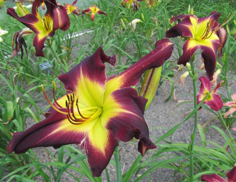 Photo of Daylily (Hemerocallis 'Slipping Into the Abyss') uploaded by Sscape