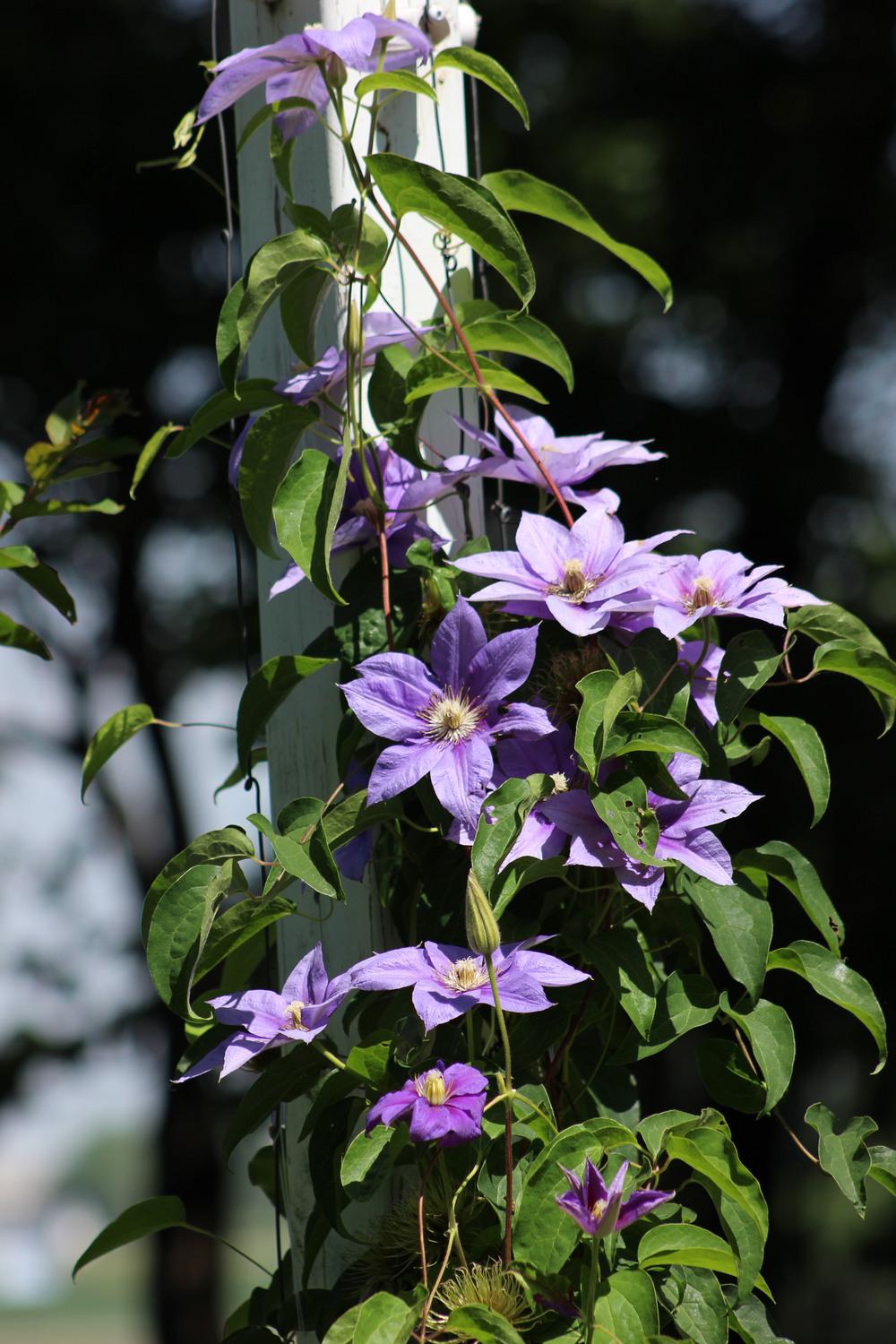 Photo of Clematis 'Barbara Jackman' uploaded by blue23rose