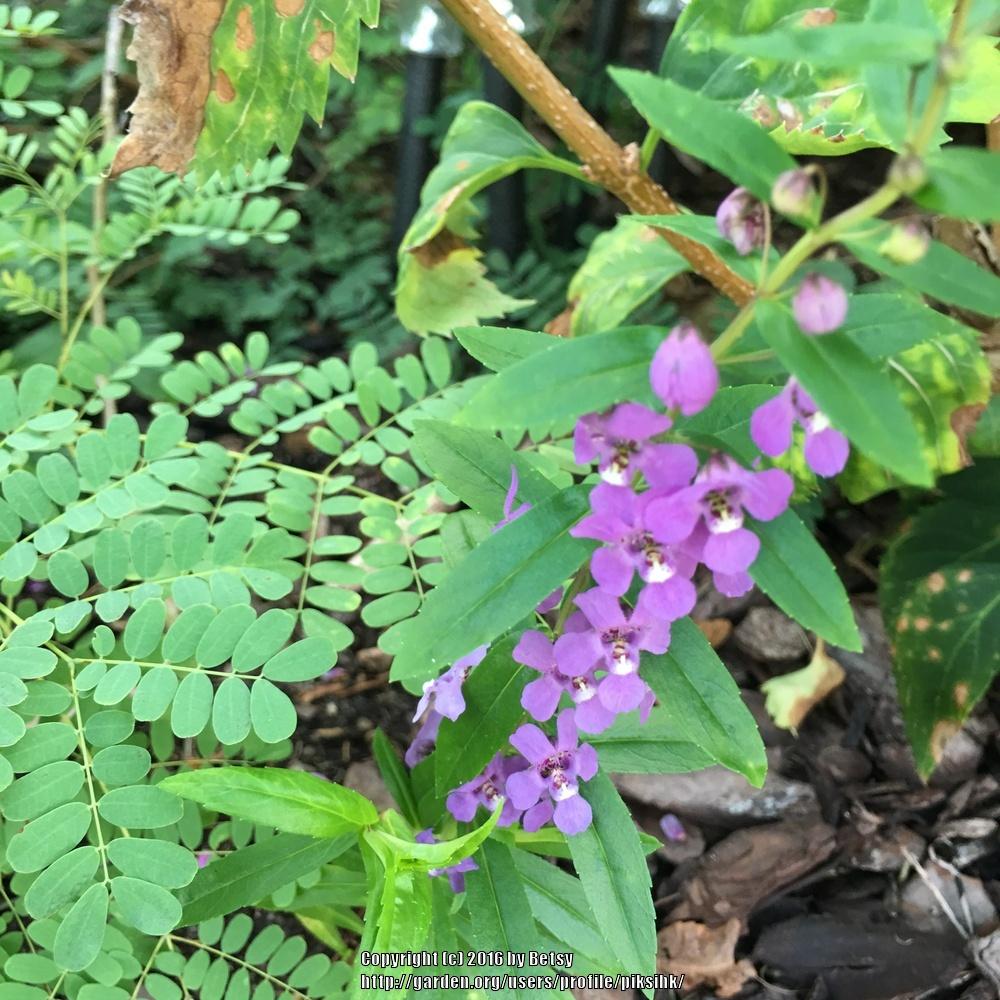 Photo of Angelonia (Angelonia angustifolia) uploaded by piksihk