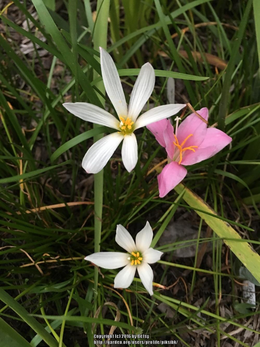 Photo of Rain Lily (Zephyranthes candida) uploaded by piksihk