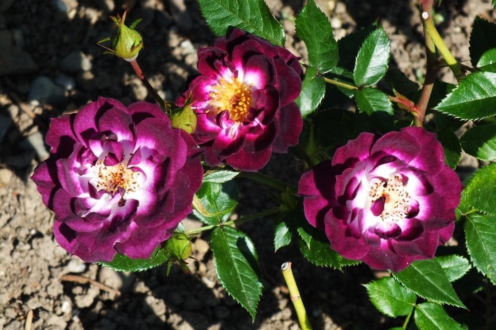 Photo of Rose (Rosa 'Diamond Eyes') uploaded by sunnyvalley