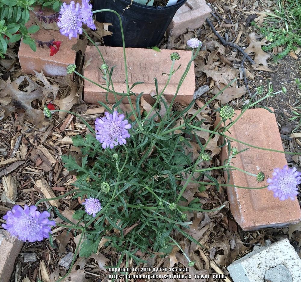 Photo of Pincushion Flower (Scabiosa columbaria 'Butterfly Blue') uploaded by tx_flower_child