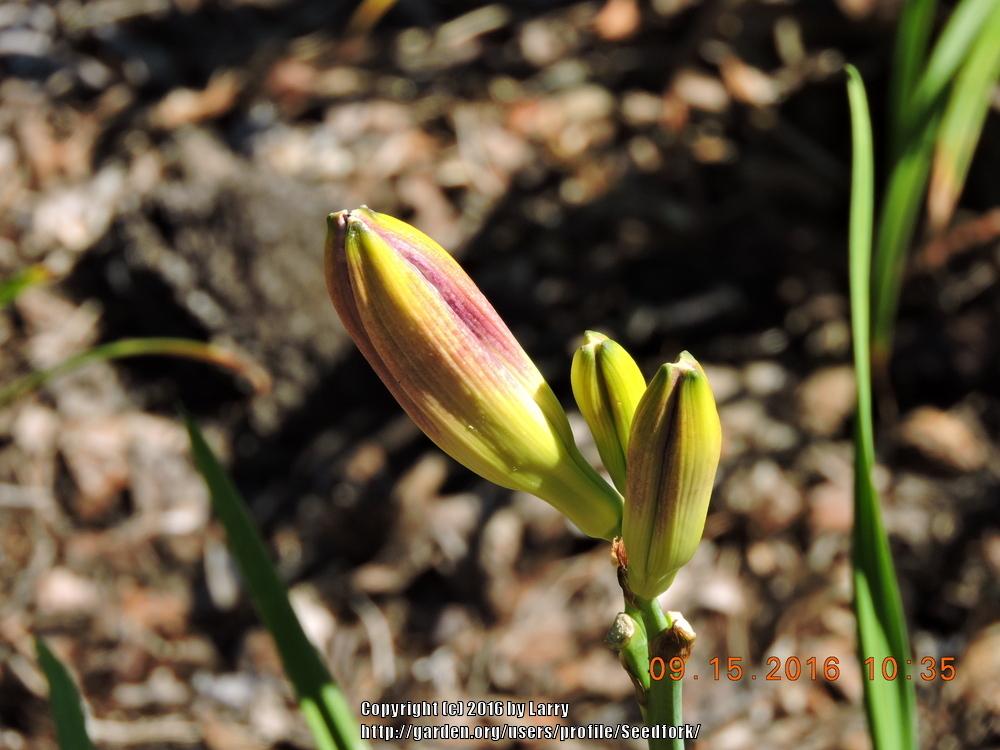 Photo of Daylily (Hemerocallis 'Nosferatu') uploaded by Seedfork