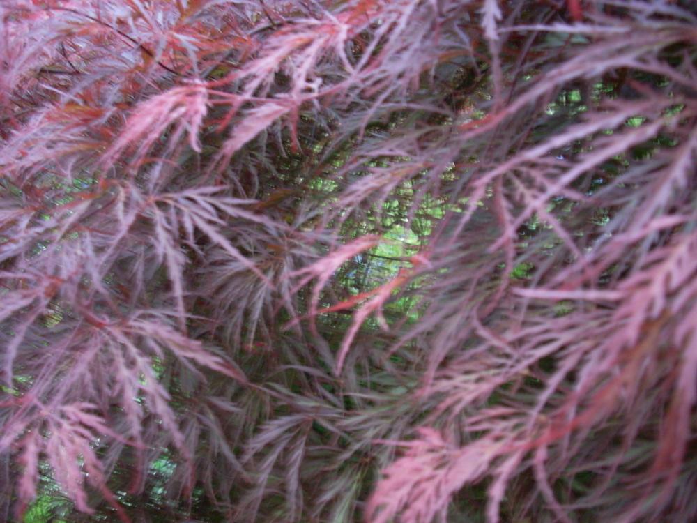 Photo of Cutleaf Japanese Maple (Acer palmatum 'Crimson Queen') uploaded by Bluespiral