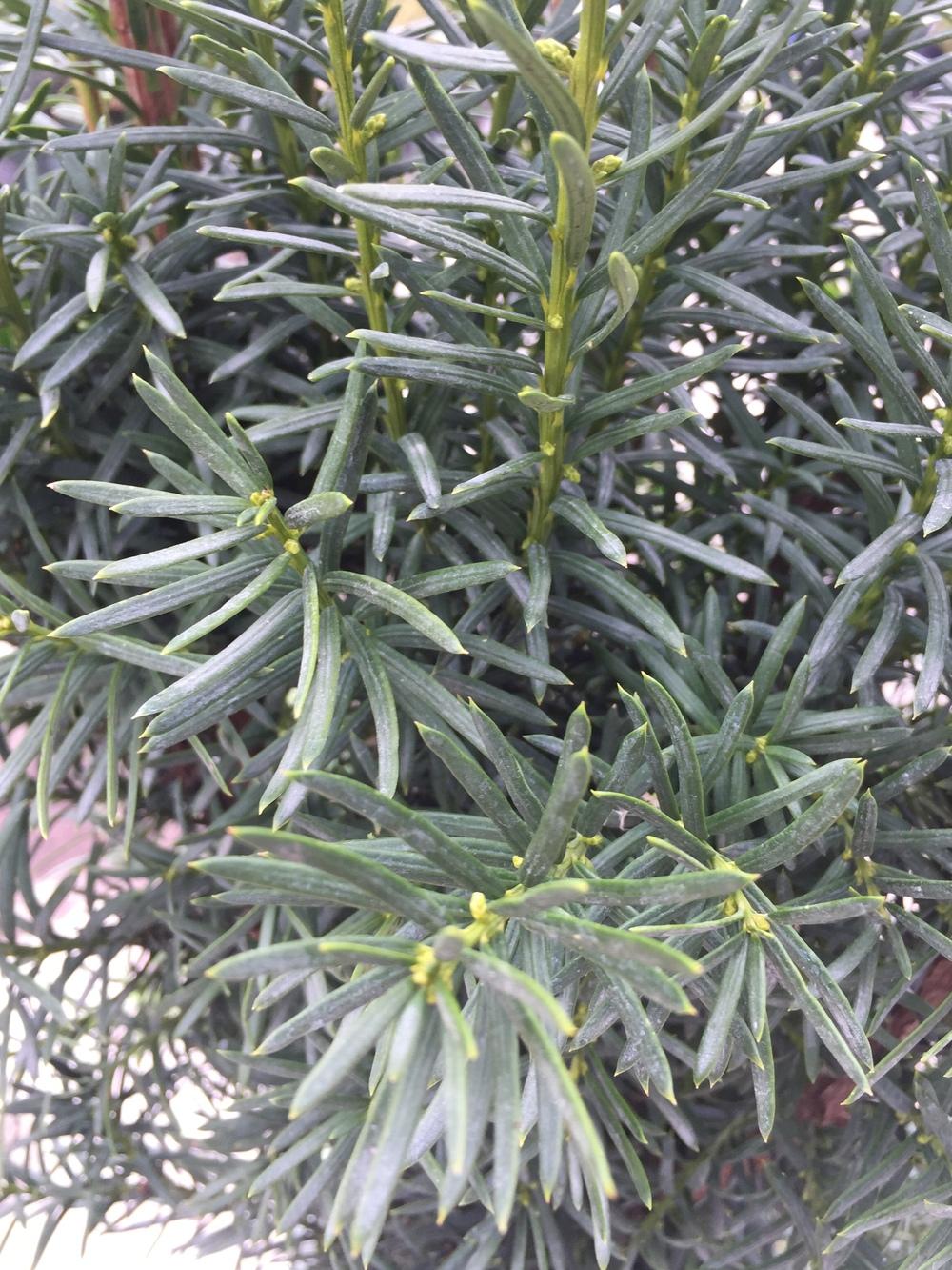 Photo of Hicks Yew (Taxus 'Hicksii') uploaded by SpringGreenThumb