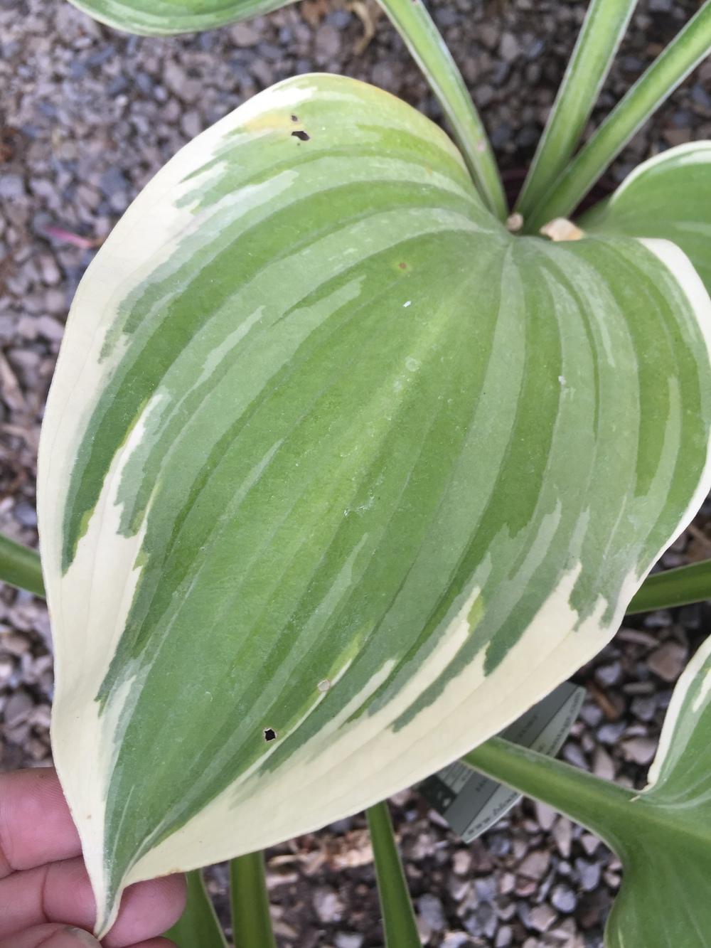Photo of Hosta 'Victory' uploaded by SpringGreenThumb