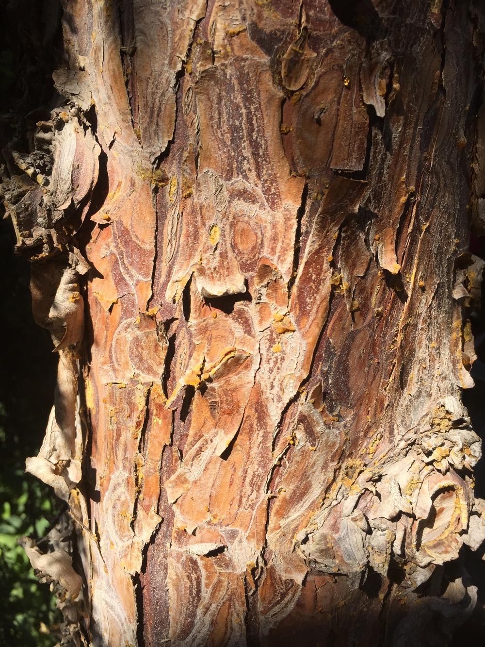 Photo of Weeping Alaska Cedar (Xanthocyparis nootkatensis 'Pendula') uploaded by SpringGreenThumb