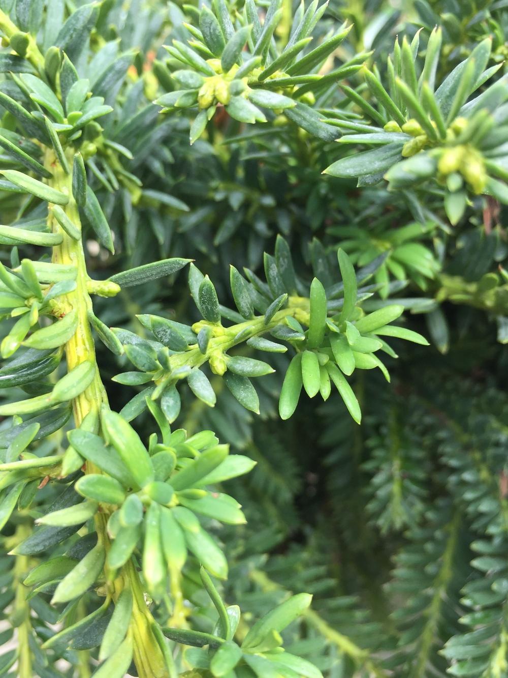 Photo of Japanese Yew (Taxus cuspidata Emerald Spreader®) uploaded by SpringGreenThumb