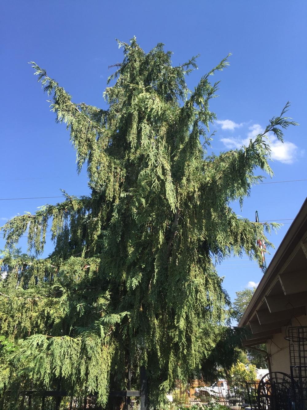 Photo of Weeping Alaska Cedar (Xanthocyparis nootkatensis 'Pendula') uploaded by SpringGreenThumb