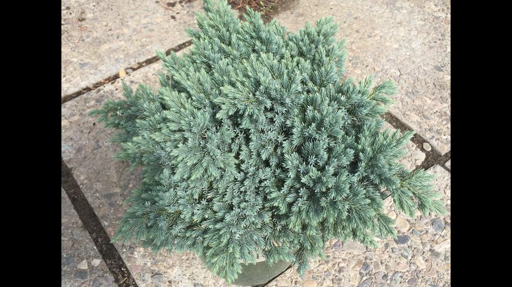Photo of Flaky Juniper (Juniperus squamata 'Blue Star') uploaded by SpringGreenThumb