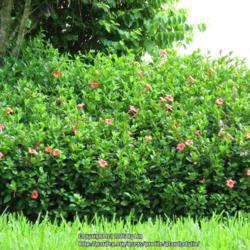 Location: Sebastian, Florida
Date: 2016-09-16
Neighbor's shrubs