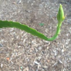 Location: Dallas, TX Zone 8a
Date: 2016-09-15
A new bud appeared on my plant. Should 'pop' in a day or 2.