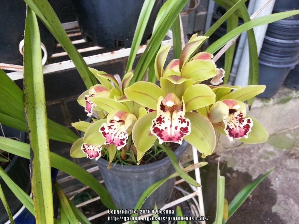 Photo of Orchid (Cymbidium Amesbury) uploaded by Australis