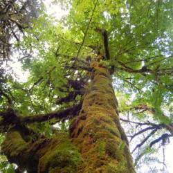 Location: Baker Lake, Washington
Date: 2014-09-02
Moss growing on trunk