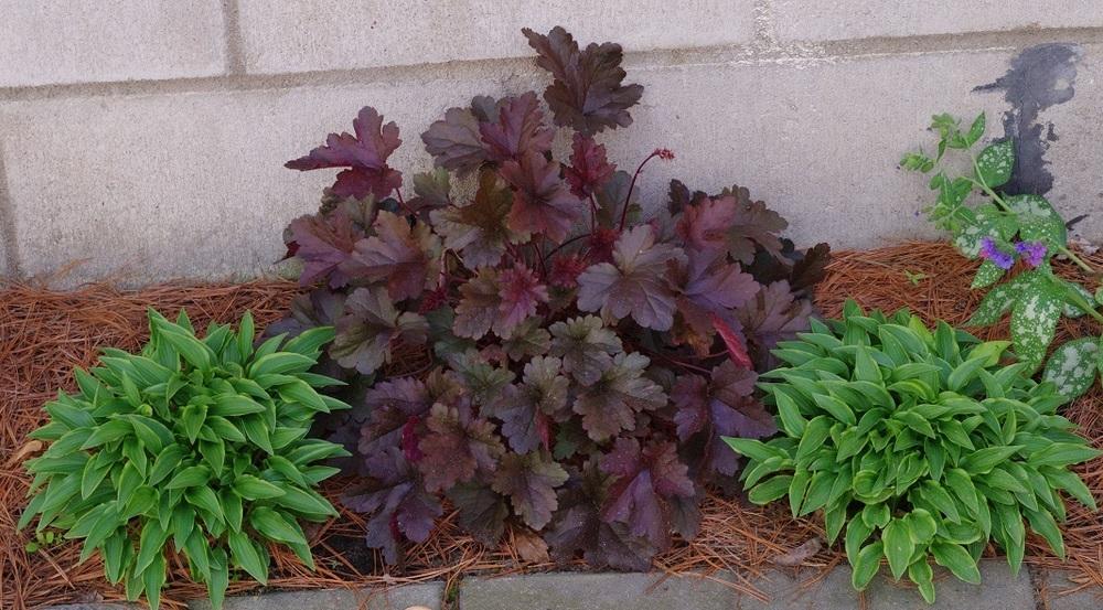 Photo of Coral Bells (Heuchera Little Cuties™ Coco) uploaded by Rose1656