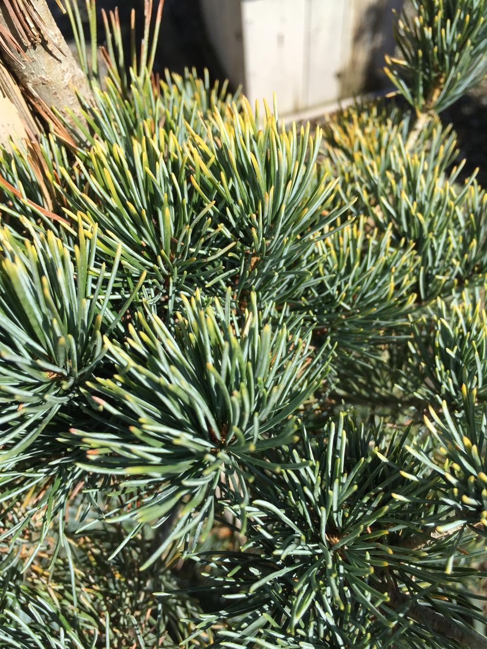 Photo of Japanese White Pine (Pinus parviflora 'Adcock's Dwarf') uploaded by SpringGreenThumb