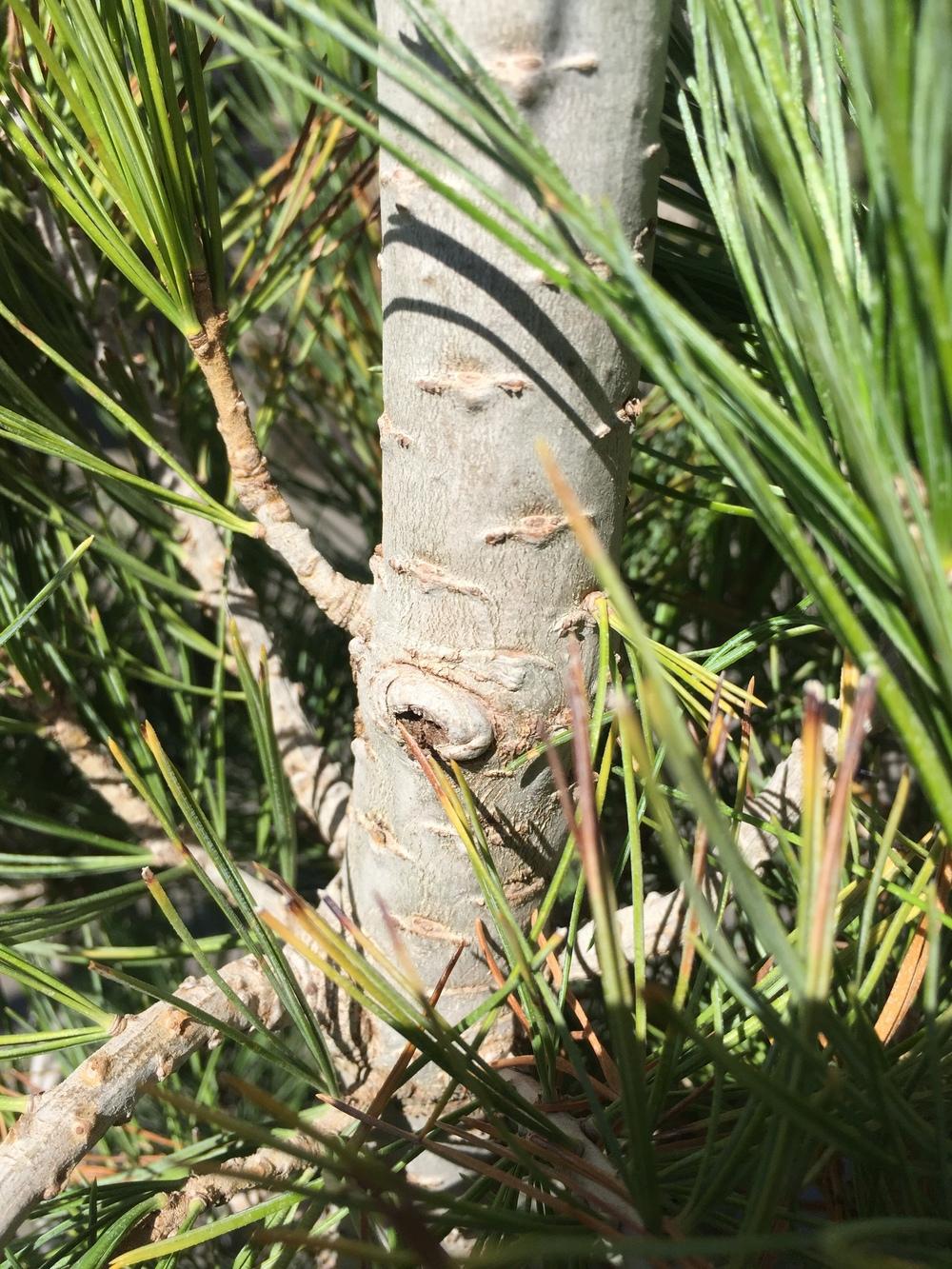 Photo of Swiss Stone Pine (Pinus cembra) uploaded by SpringGreenThumb