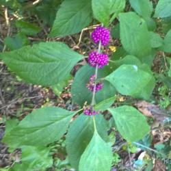 Location: Ponchatoula Louisiana 
Date: 9/2016
berries are ripe 😊