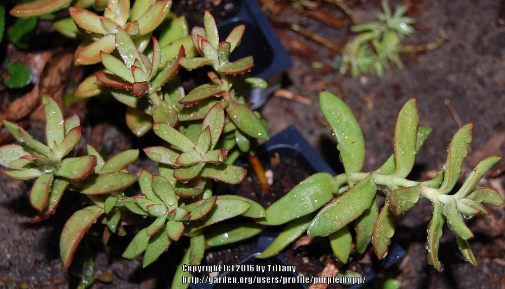 Photo of Crassula nudicaulis var. platyphylla 'Burgundy' uploaded by purpleinopp