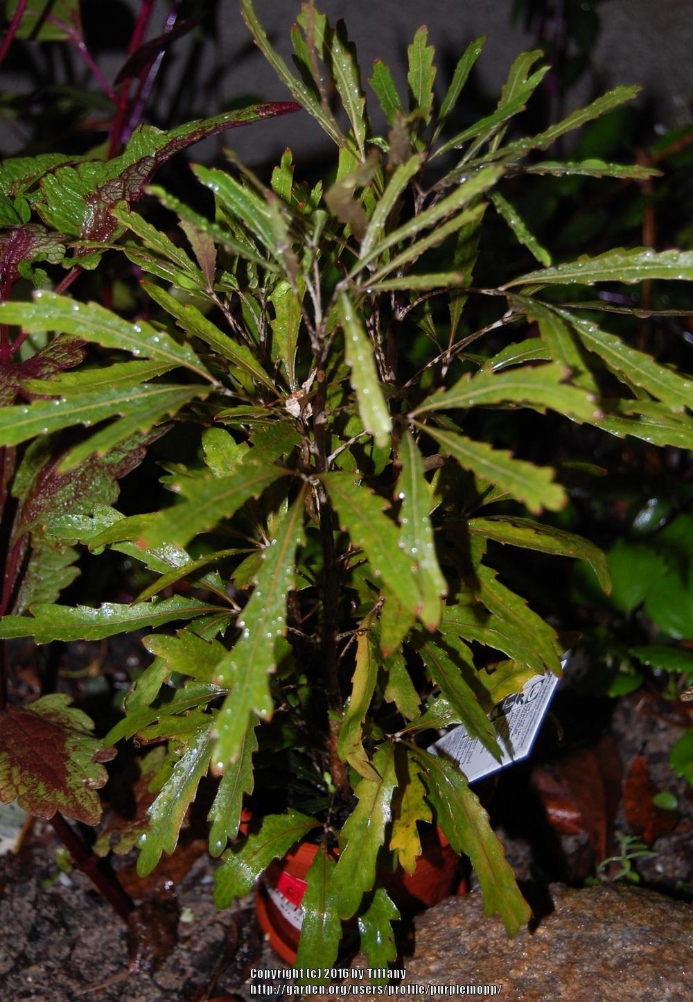 Photo of False Aralia (Plerandra elegantissima 'Castor') uploaded by purpleinopp