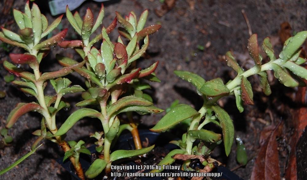 Photo of Crassula nudicaulis var. platyphylla 'Burgundy' uploaded by purpleinopp