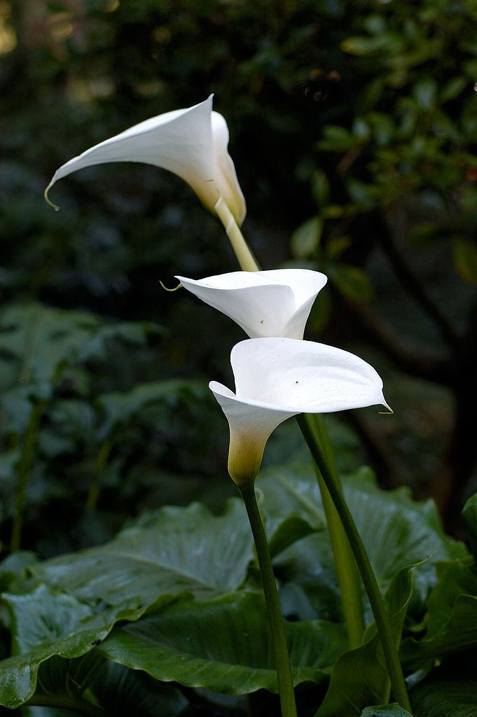 Photo of Calla Lily (Zantedeschia aethiopica) uploaded by robertduval14