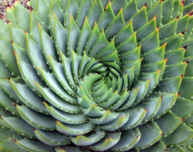 Photo of Spiral Aloe (Aloe polyphylla) uploaded by robertduval14