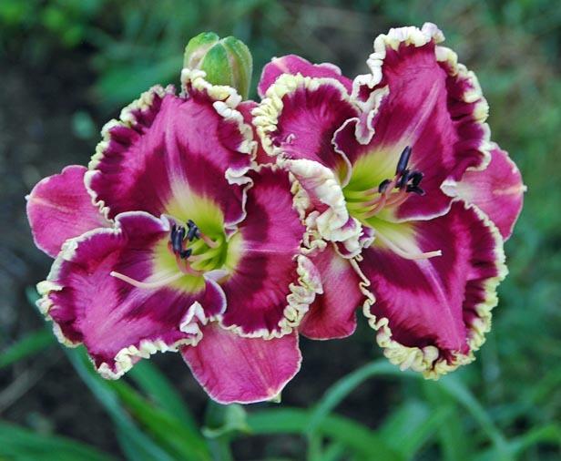 Photo of Daylily (Hemerocallis 'Picasso's Intrigue') uploaded by shive1