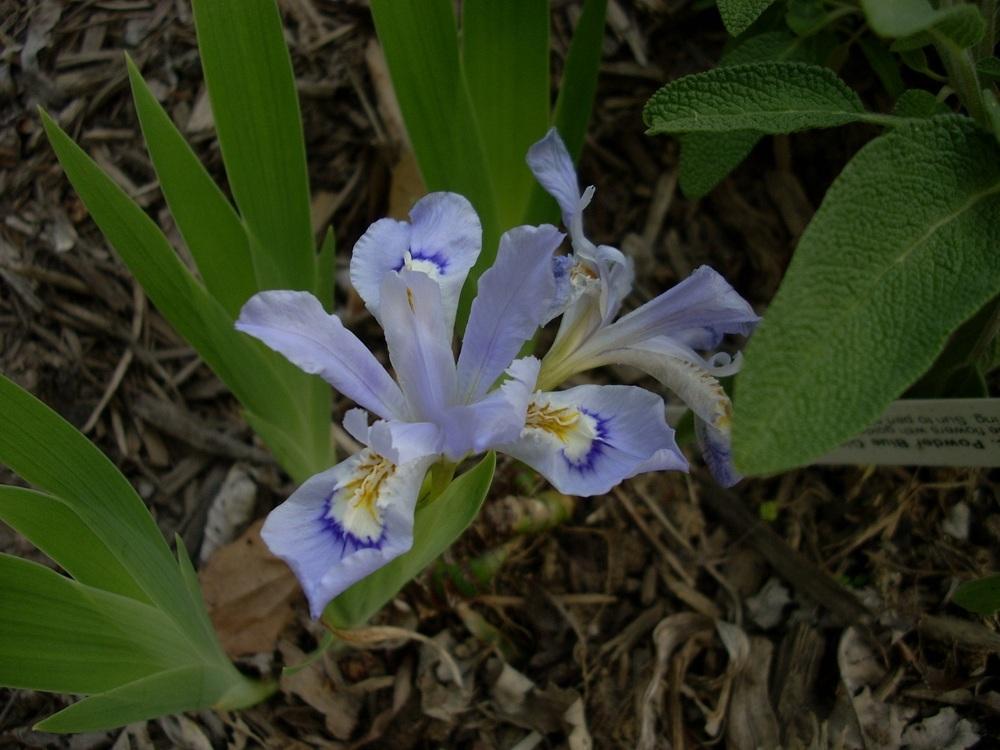 Photo of Species Iris (Iris cristata 'Powder Blue Giant') uploaded by Bluespiral