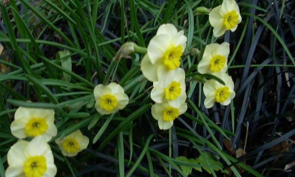 Photo of Jonquilla Daffodil (Narcissus 'Lintie') uploaded by Bluespiral