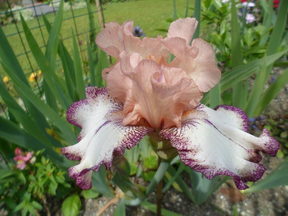 Photo of Tall Bearded Iris (Iris 'Roman Song') uploaded by LynDC