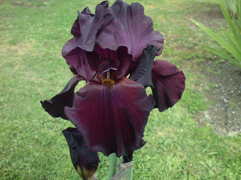 Photo of Tall Bearded Iris (Iris 'Night Flame') uploaded by LynDC