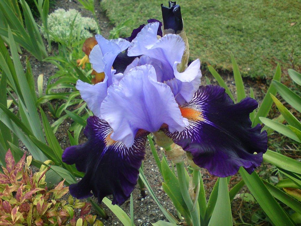 Photo of Tall Bearded Iris (Iris 'Cabaret Royale') uploaded by LynDC