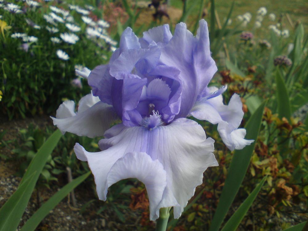 Photo of Tall Bearded Iris (Iris 'Bye Bye Blues') uploaded by LynDC